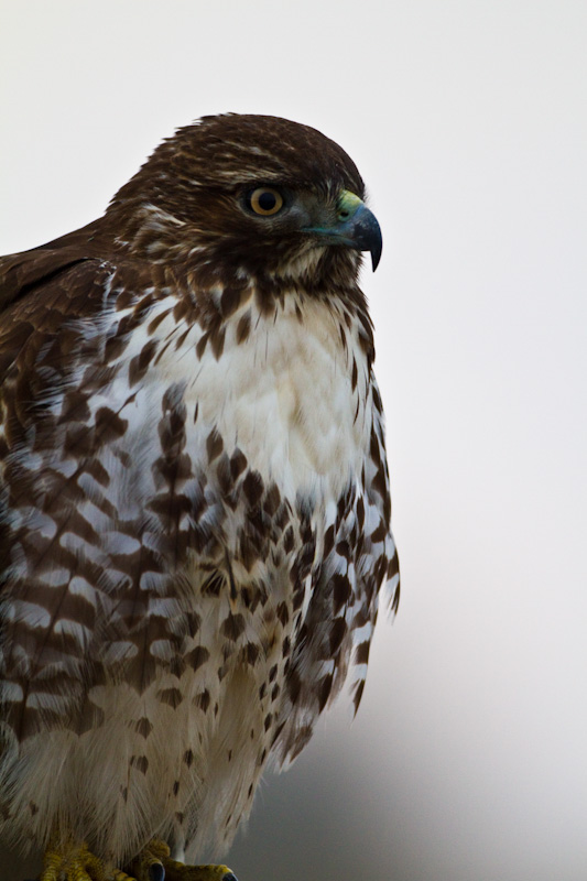 Red-Tailed Hawk